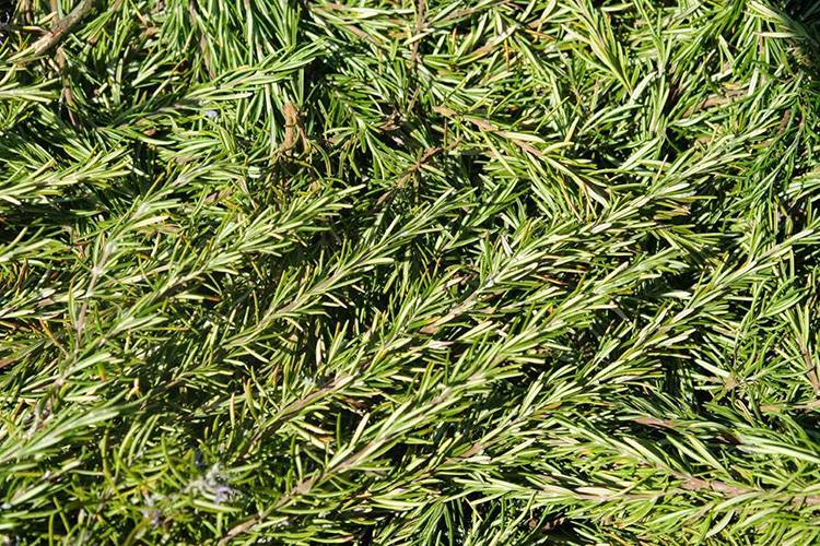 Meğer mutfakların gizli kahramanıymış: İltihabı kırıyor, gençlik veriyor, odaklanmayı arttırıyor 1